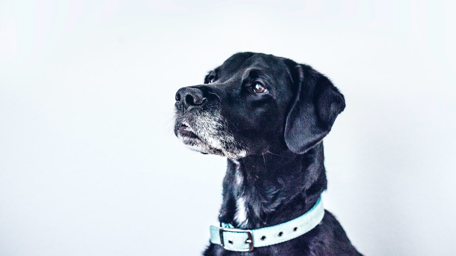 black dog with collar