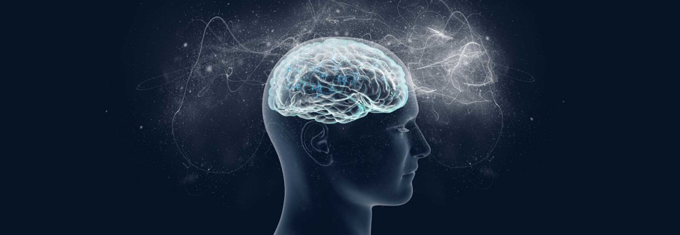 The brain