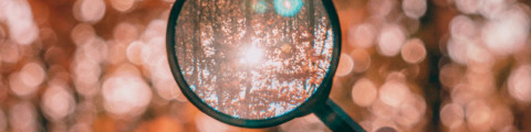 rest-hued photo of magnifying glass reflecting forest background